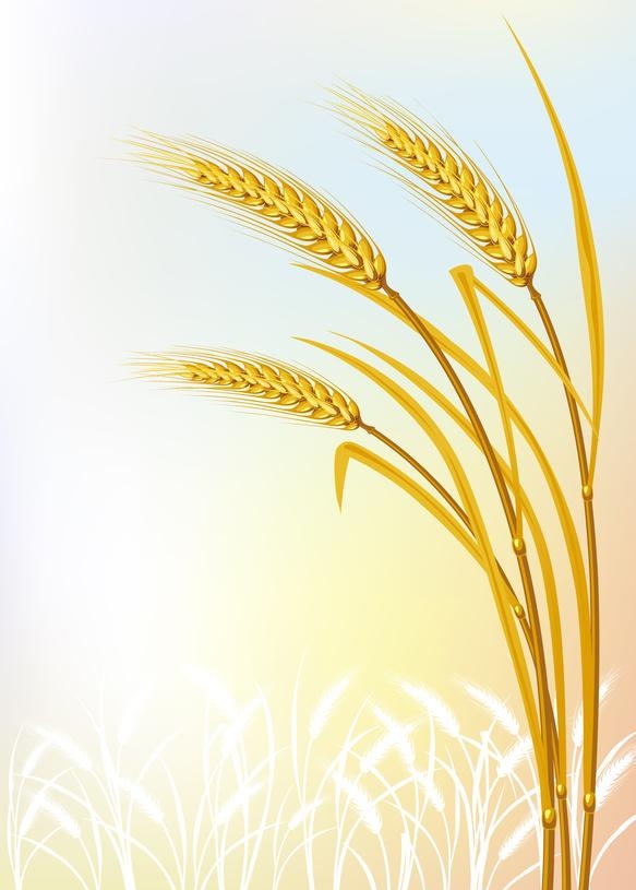 выращивание пшеницы польской