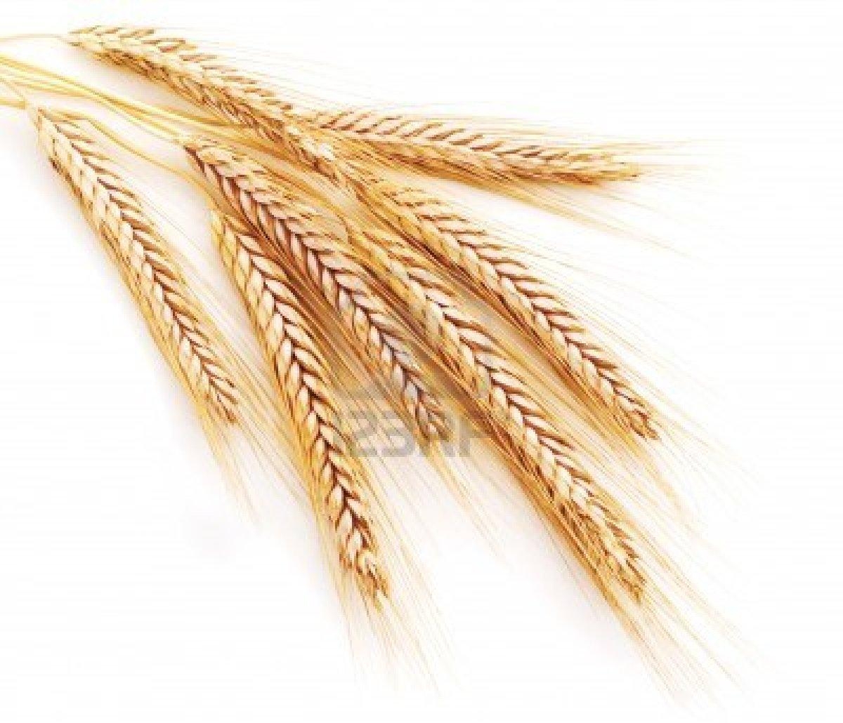 структура пшеницы польской