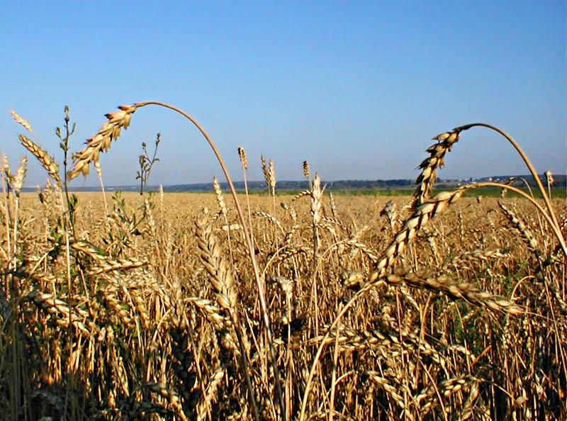 особенности пшеницы английской