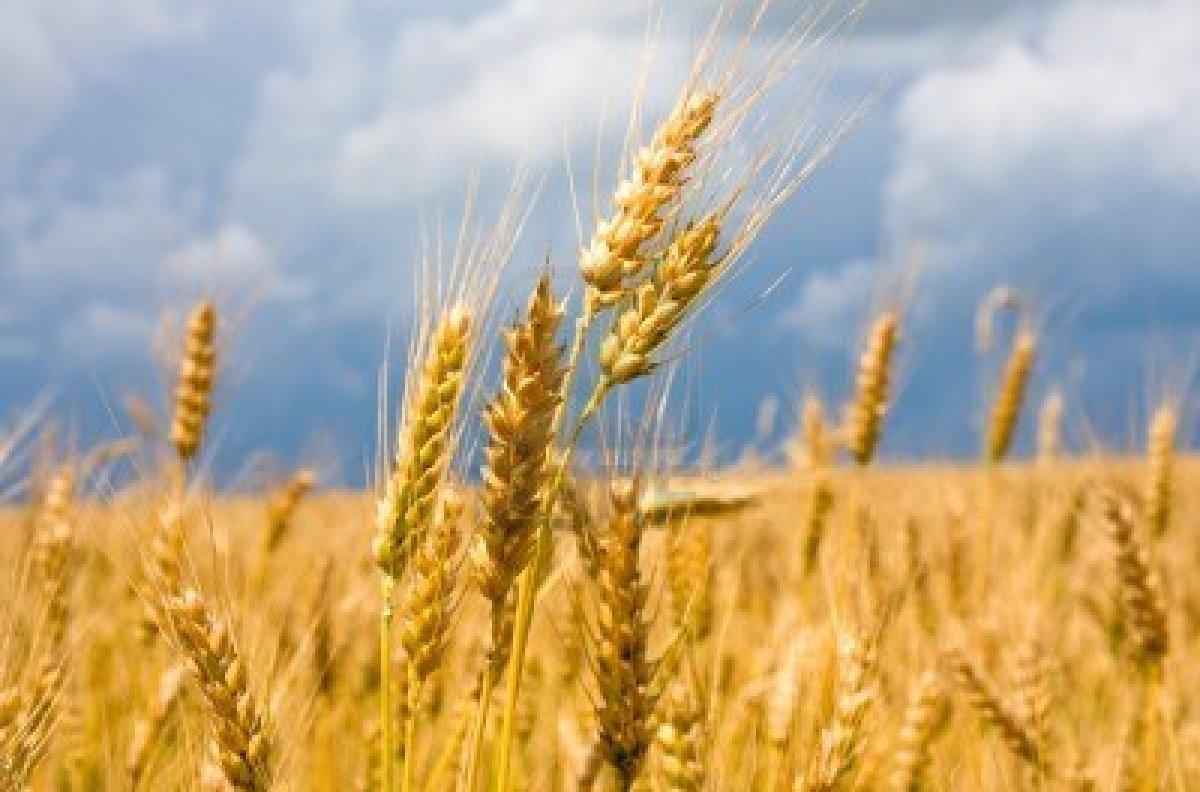 использование пшеницы спельты