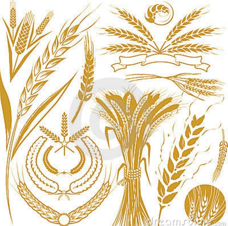сбор урожая пшеницы озимой