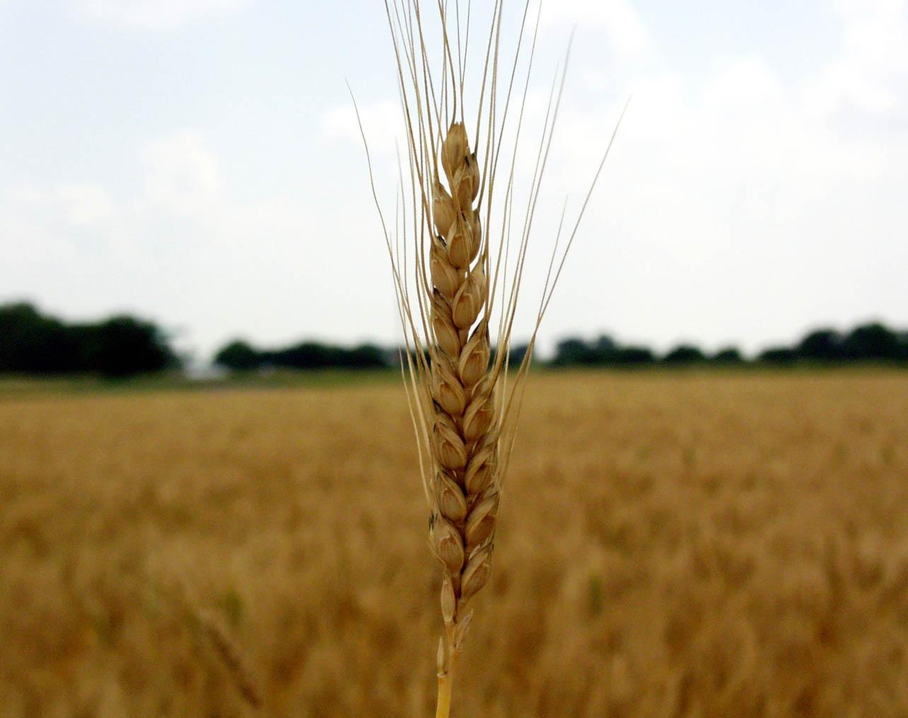 структура пшеницы озимой