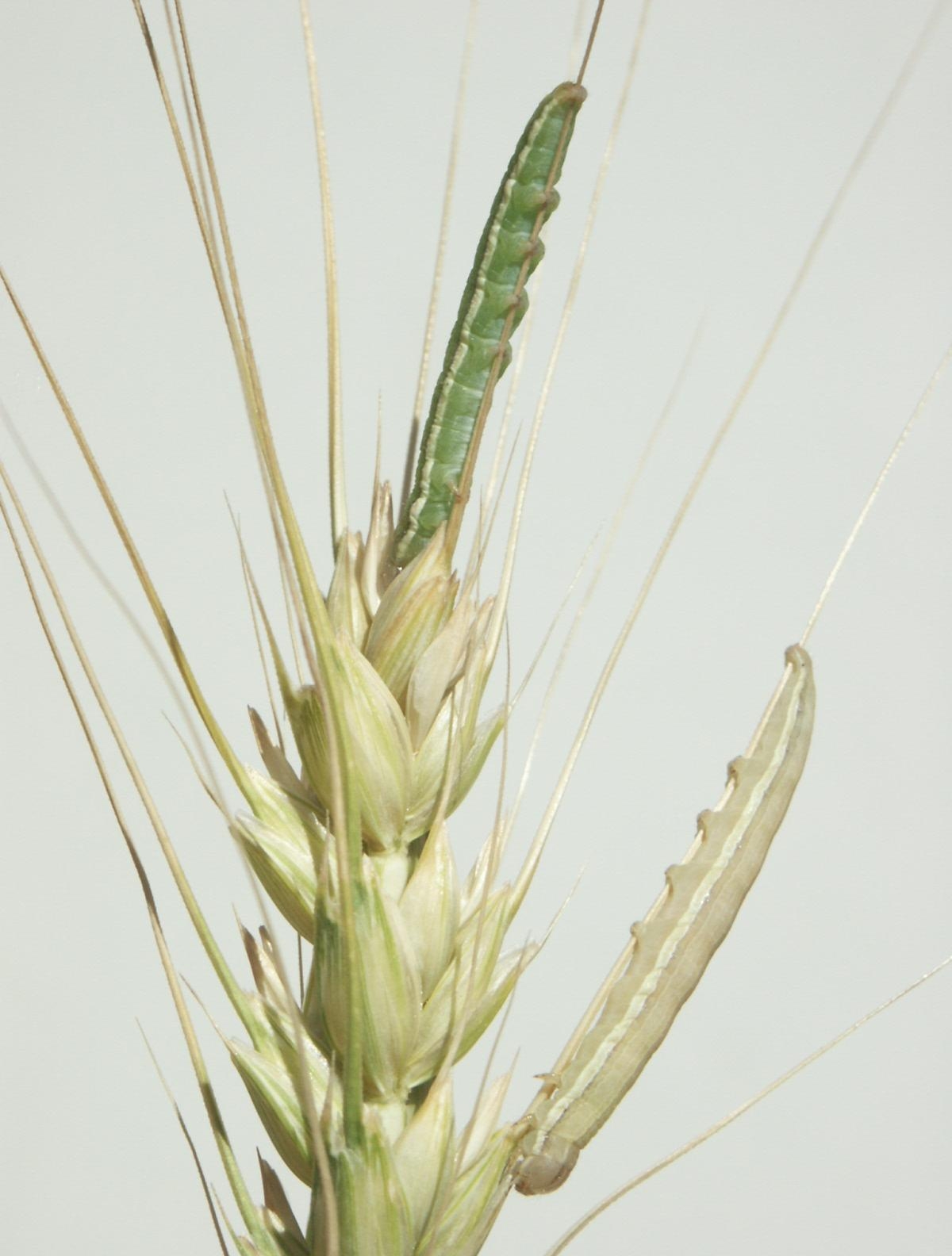 классификация пшеницы твёрдой