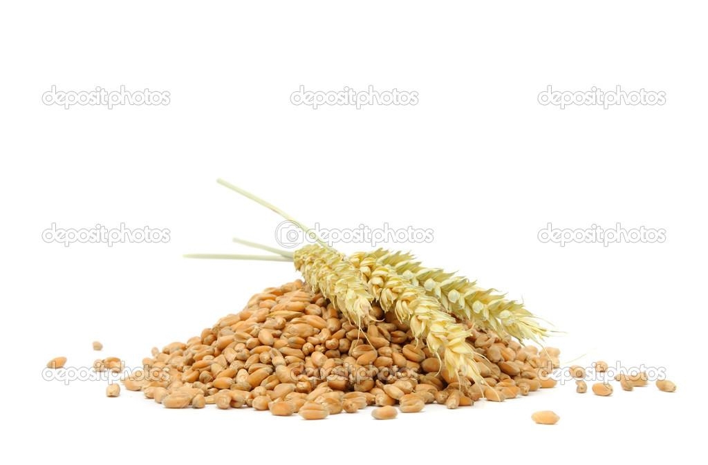 выращивание пшеницы твёрдой