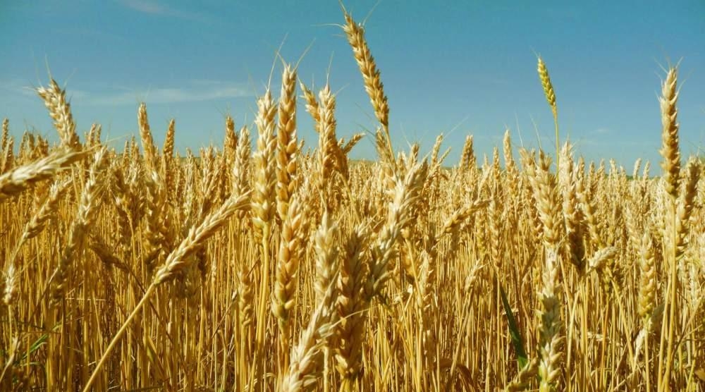 выращивание пшеницы мягкой