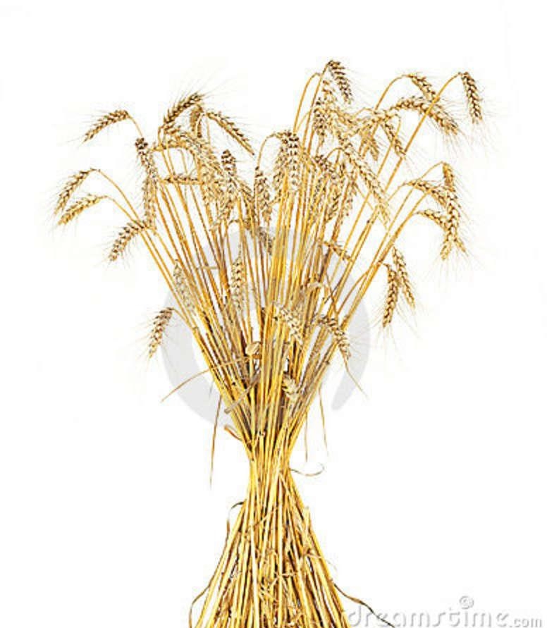 состав пшеницы твёрдой