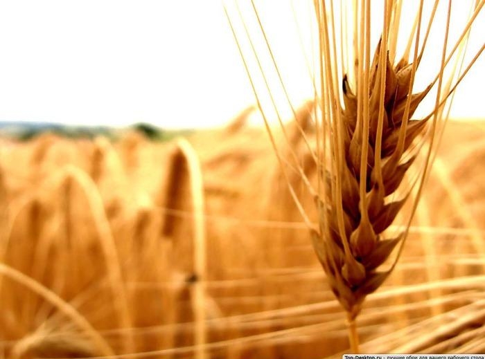 ботаническое описание твердой пшеницы