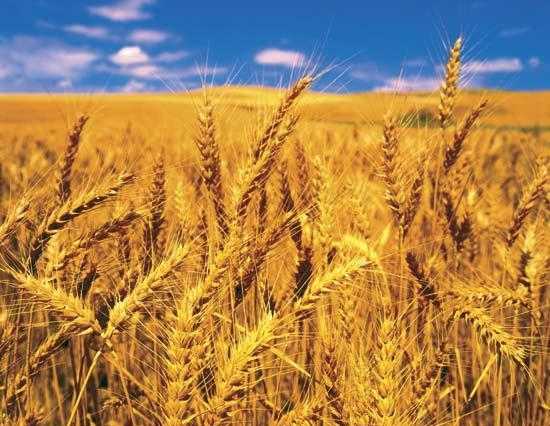 ботаническое описание пшеницы