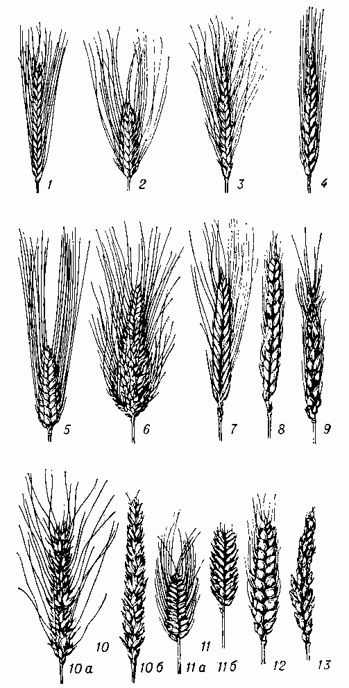 классификация пшеницы английской