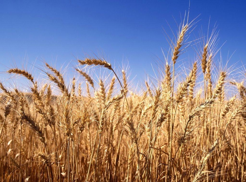 большое поле пшеницы