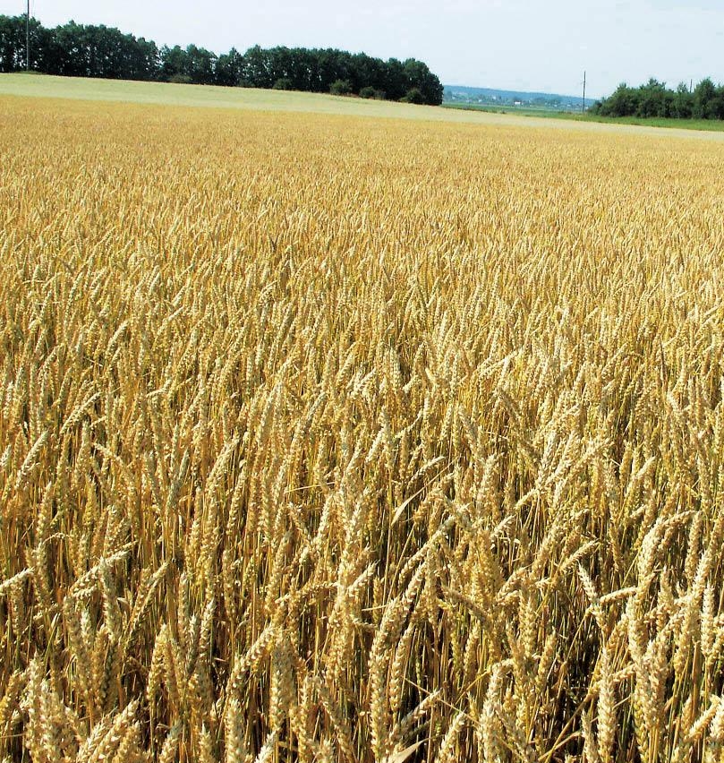 выращивание пшеницы яровой