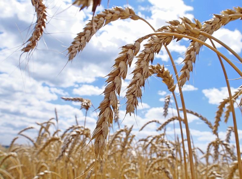 изделия на основе пшеницы