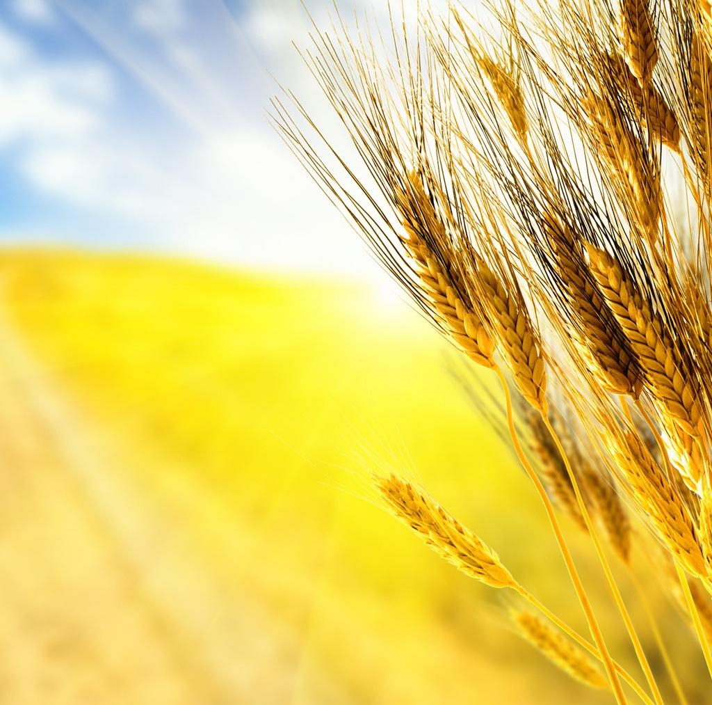 использование пшеницы английской