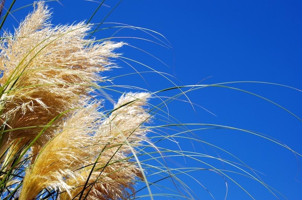 использование пшеницы в медицине
