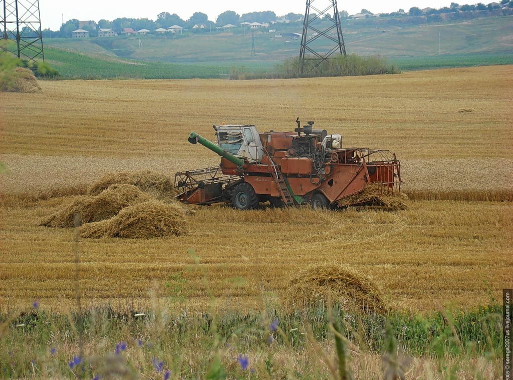 использование пшеницы в производстве