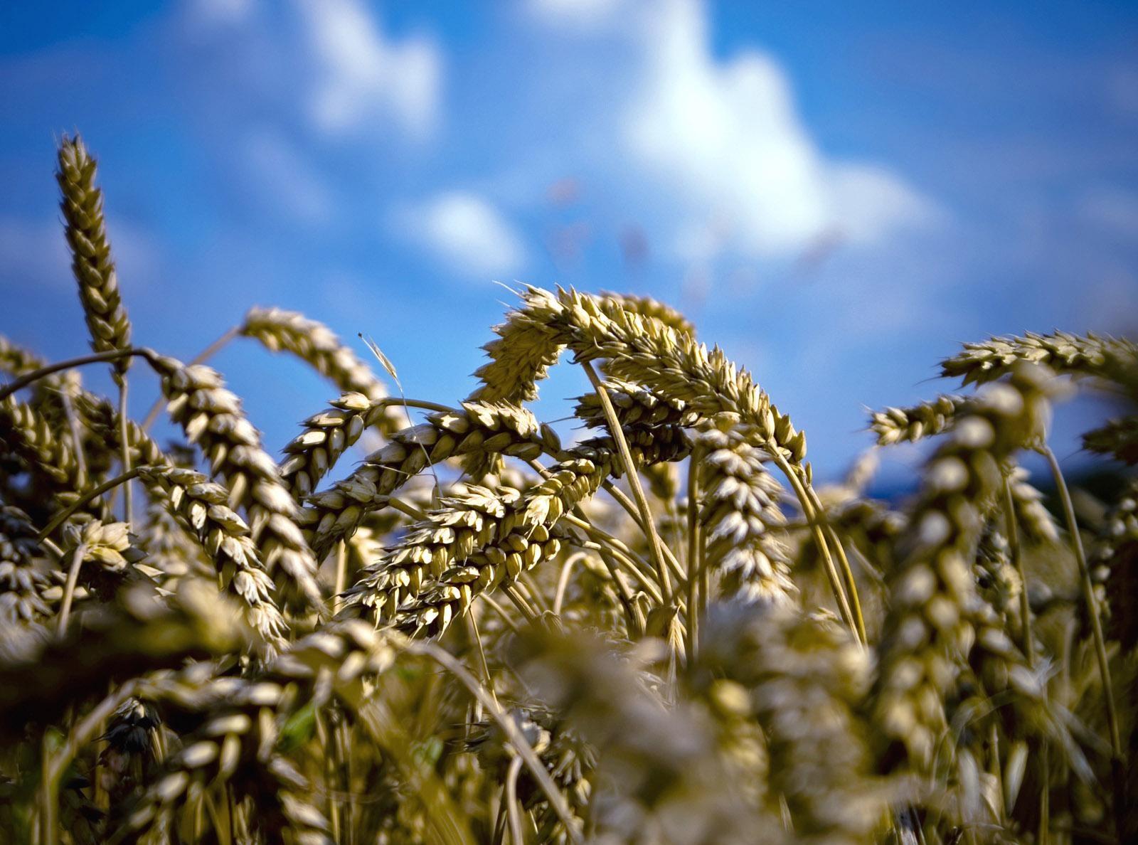 классификация пшеницы мягкой