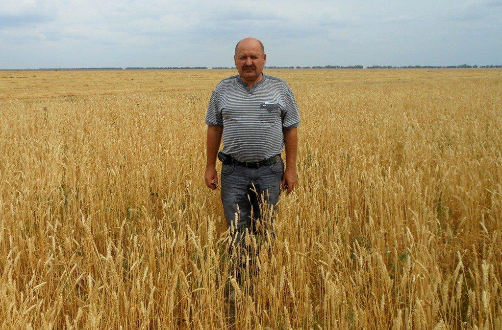 мужчина на поле пшеницы