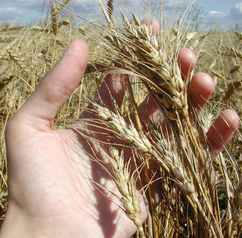 озимая пшеница в Китаи