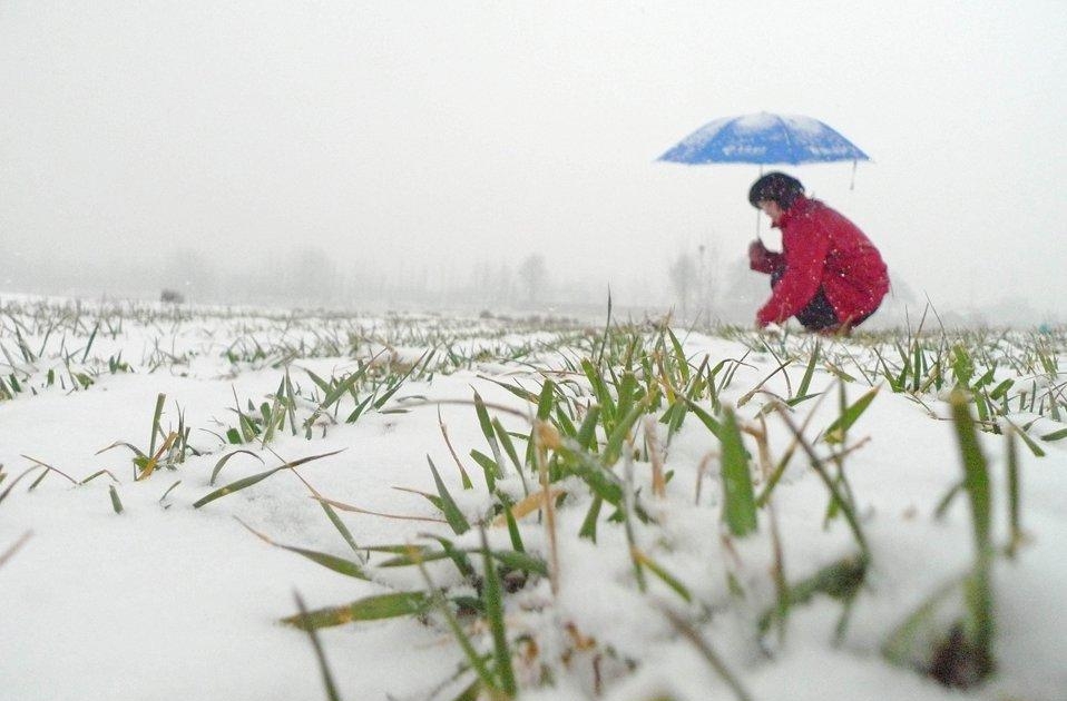 озимая пшеница под снегом