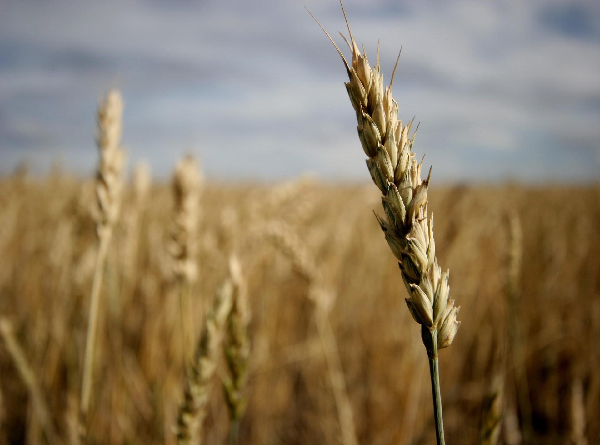 особенности применения пшеницы