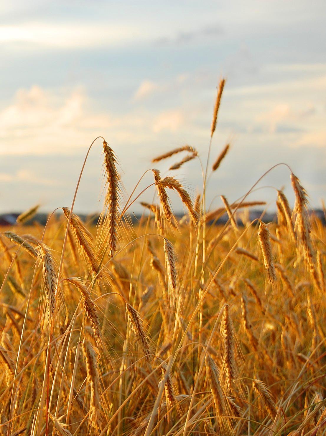 особенности производства зерновых культур