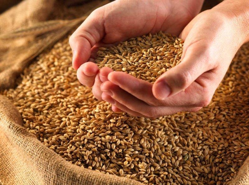 особенности пшеницы летней