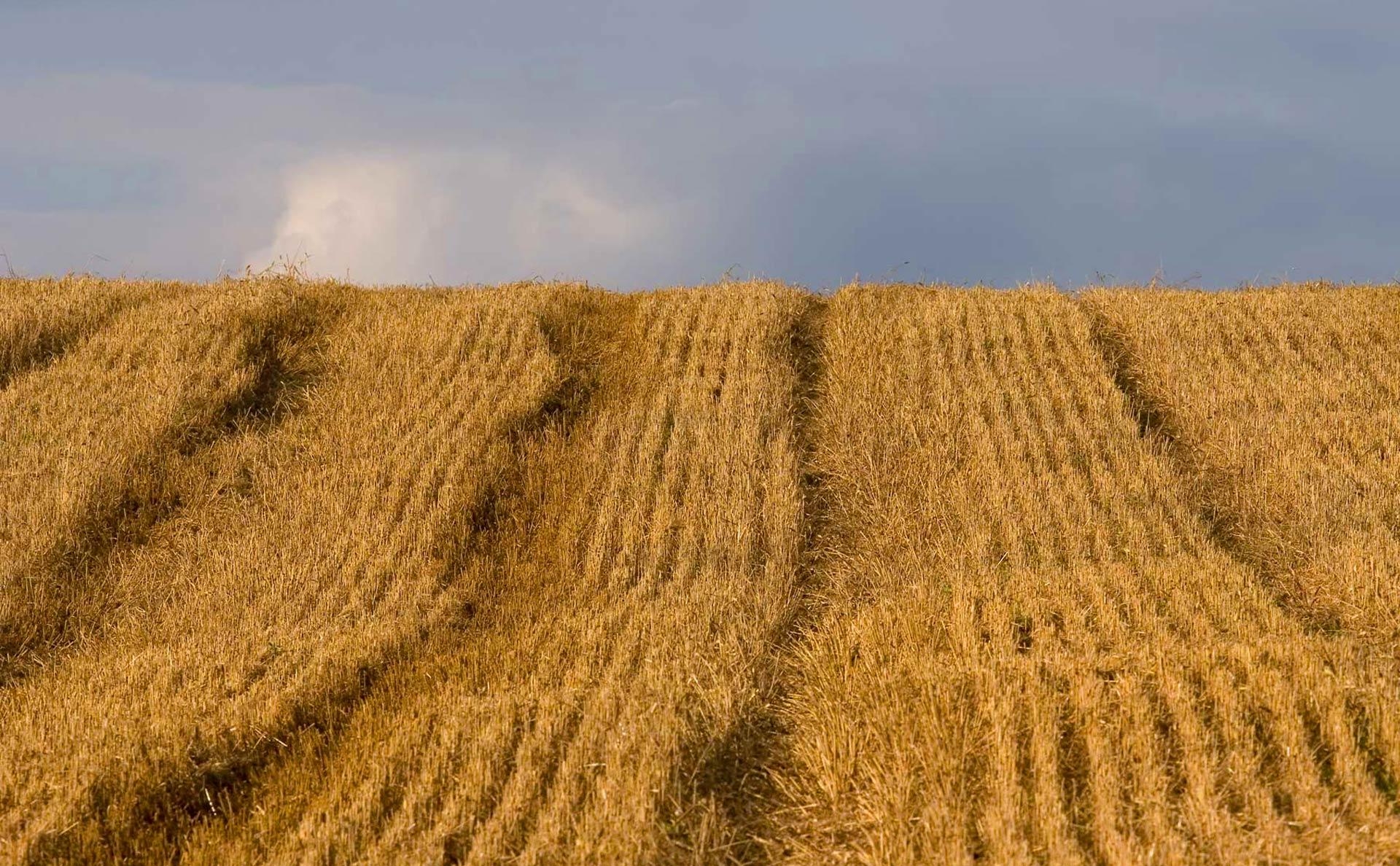 особенности пшеницы твёрдой