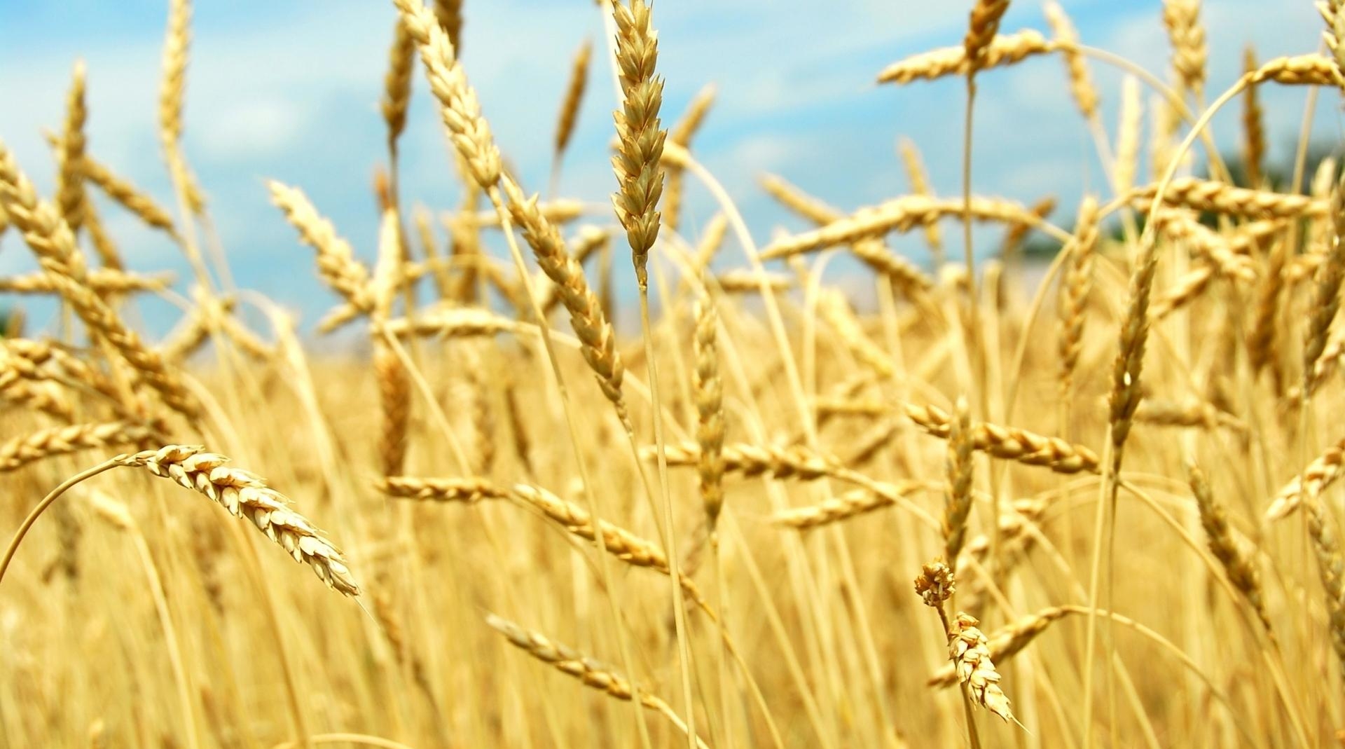 пшеница в России