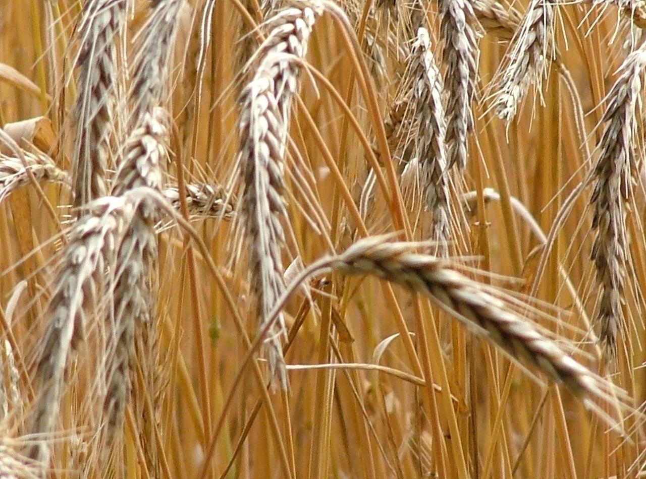 вредители пшеницы