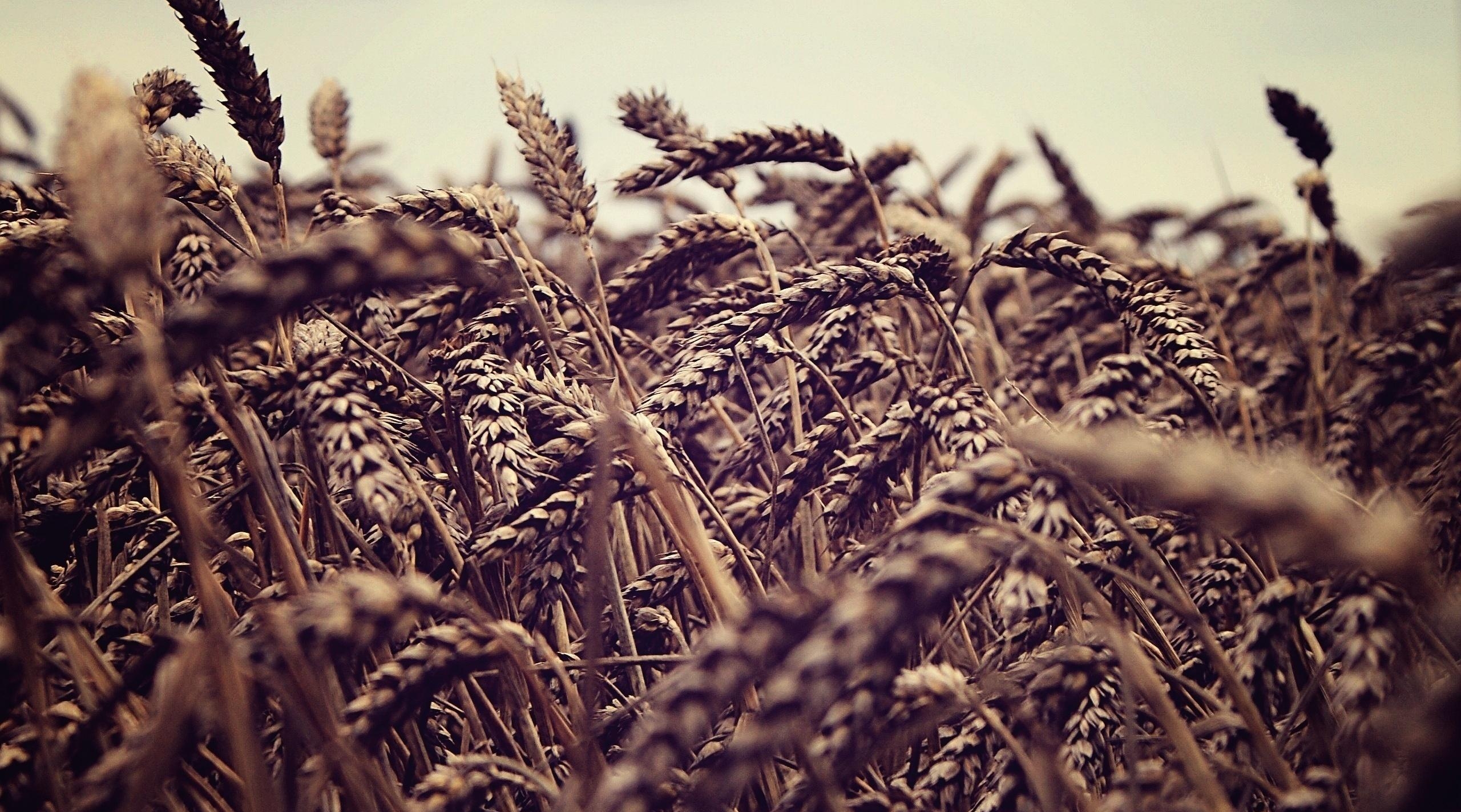 Болезнь пшеницы бурая ржавчина