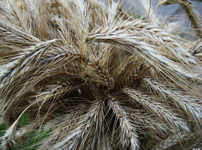 Вредитель пшеницы Гессенская муха