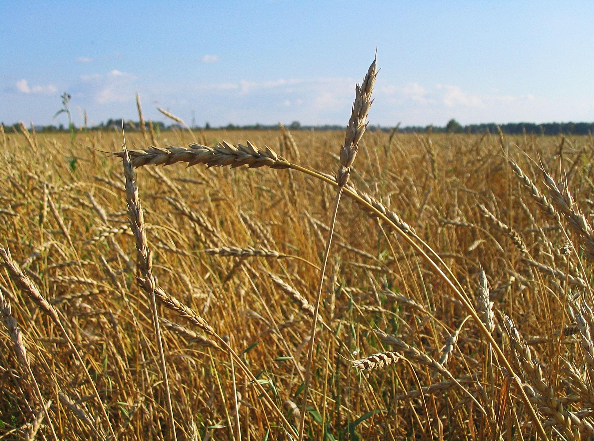 Вредитель пшеницы Зеленоглазка