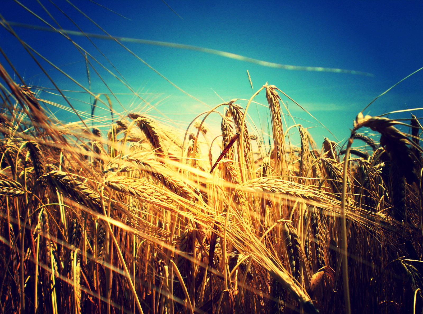 структура пшеницы летней