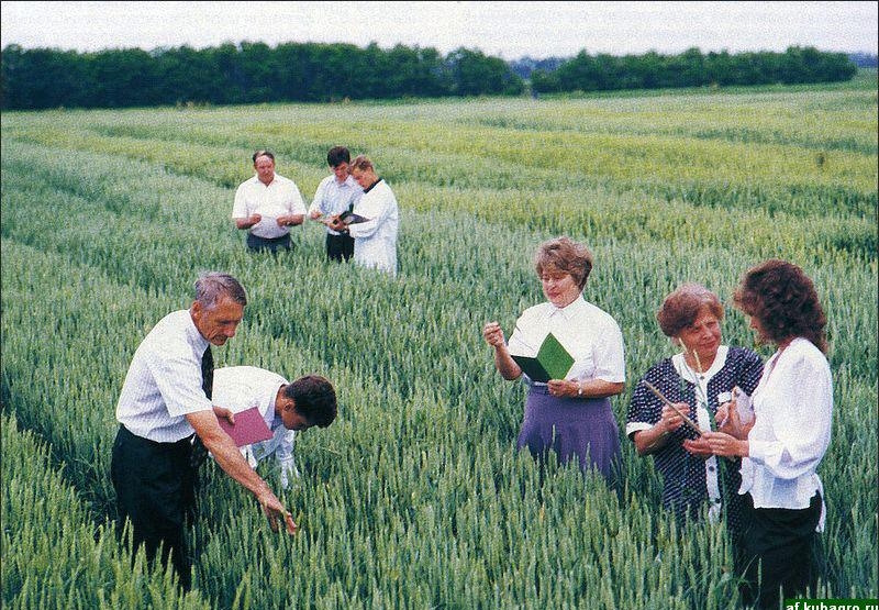 работа агрономов на поле пшеницы