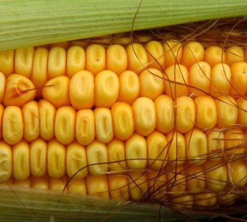 Фьючерсы на кукурузу