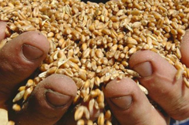 Сделки на зерно на МТБ