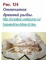отпечаток древней рыбы