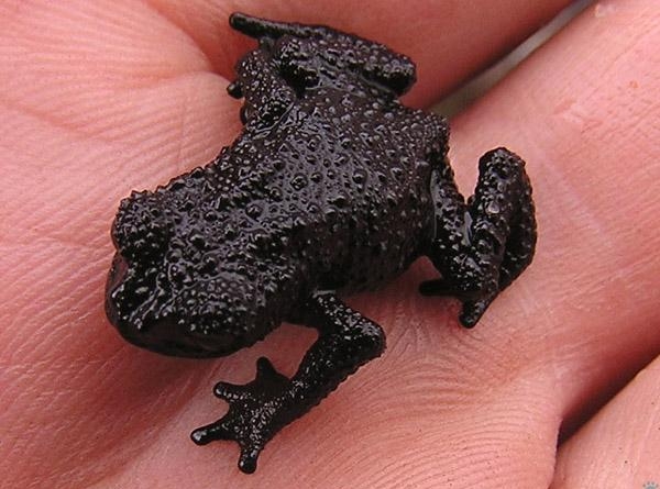 1.35 Маленькая черная жаба