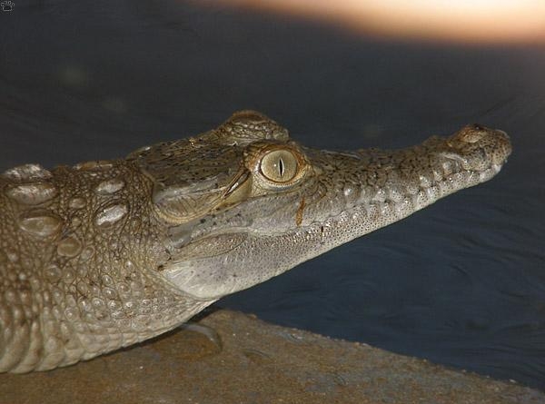 1.38 Крокодил Ориноко - родственник динозавров