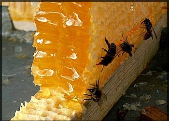 8. Как пчелы делают мед