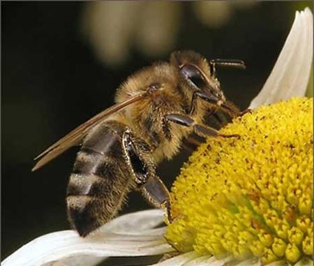 28. Пчёлы собирающие нектар