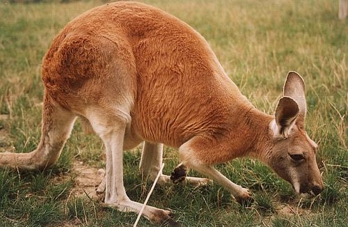 51. Рыжий кенгуру — символ Австралии и элемент её герба
