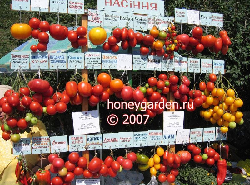 img11788 1 2 Assortiment pomidorov