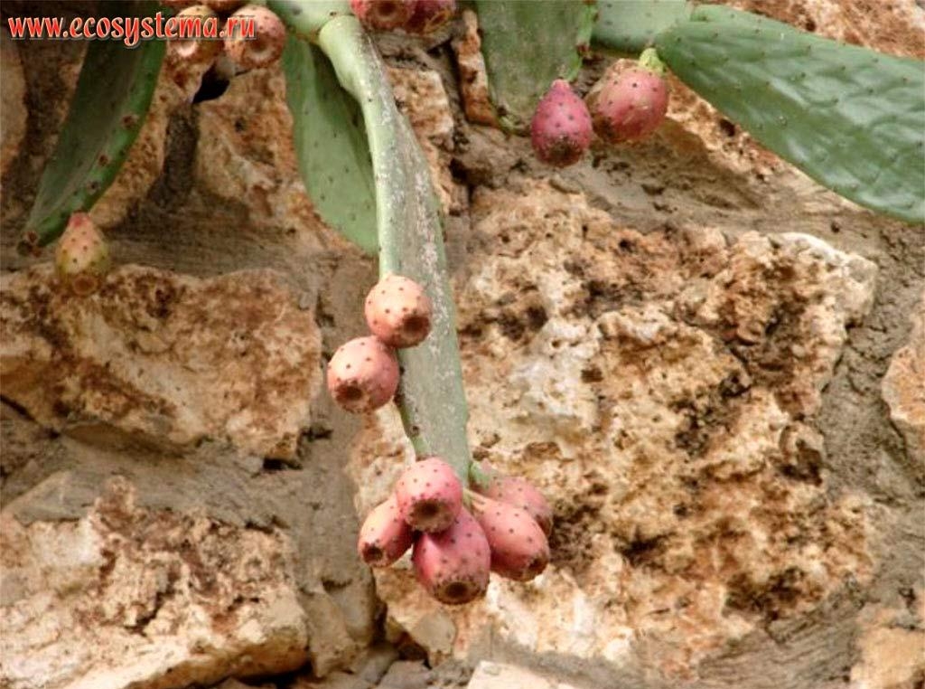 5.3 Опунция инжирная (Opuntia ficus-indica) с плодами