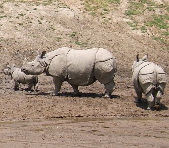 40. Индийский носорог