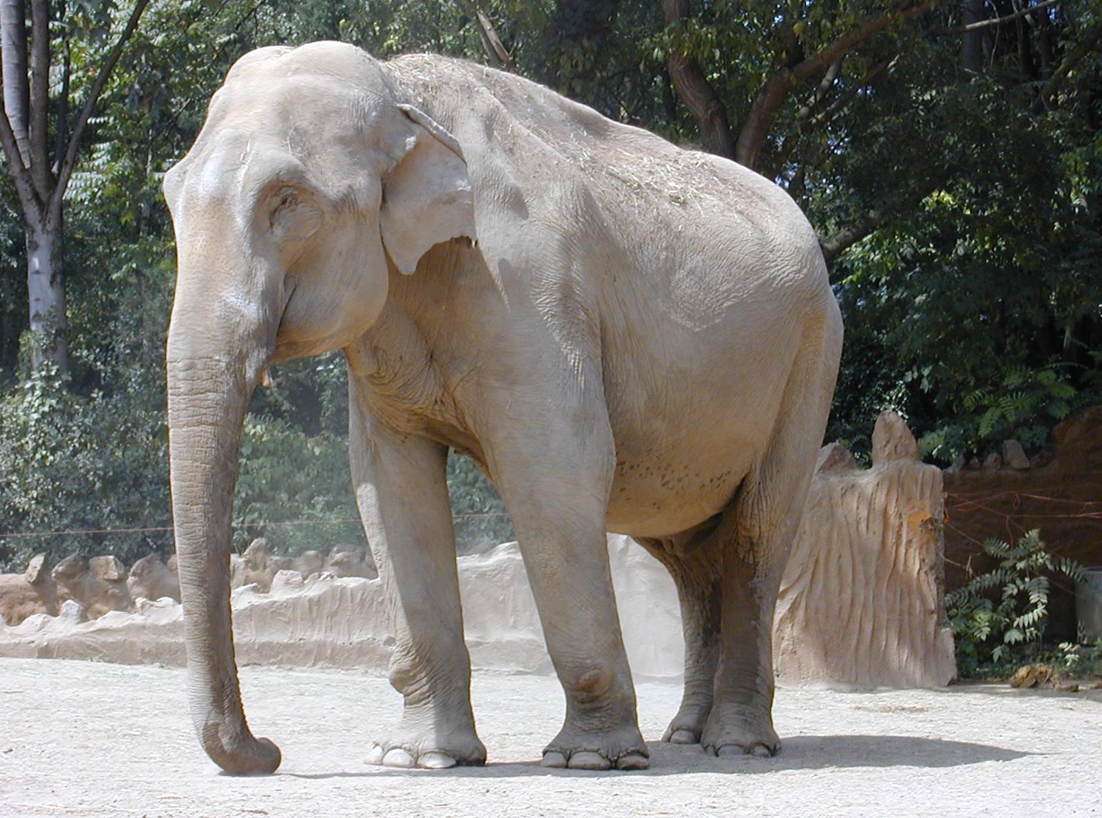 41. Индийский слон — один из символов Индии