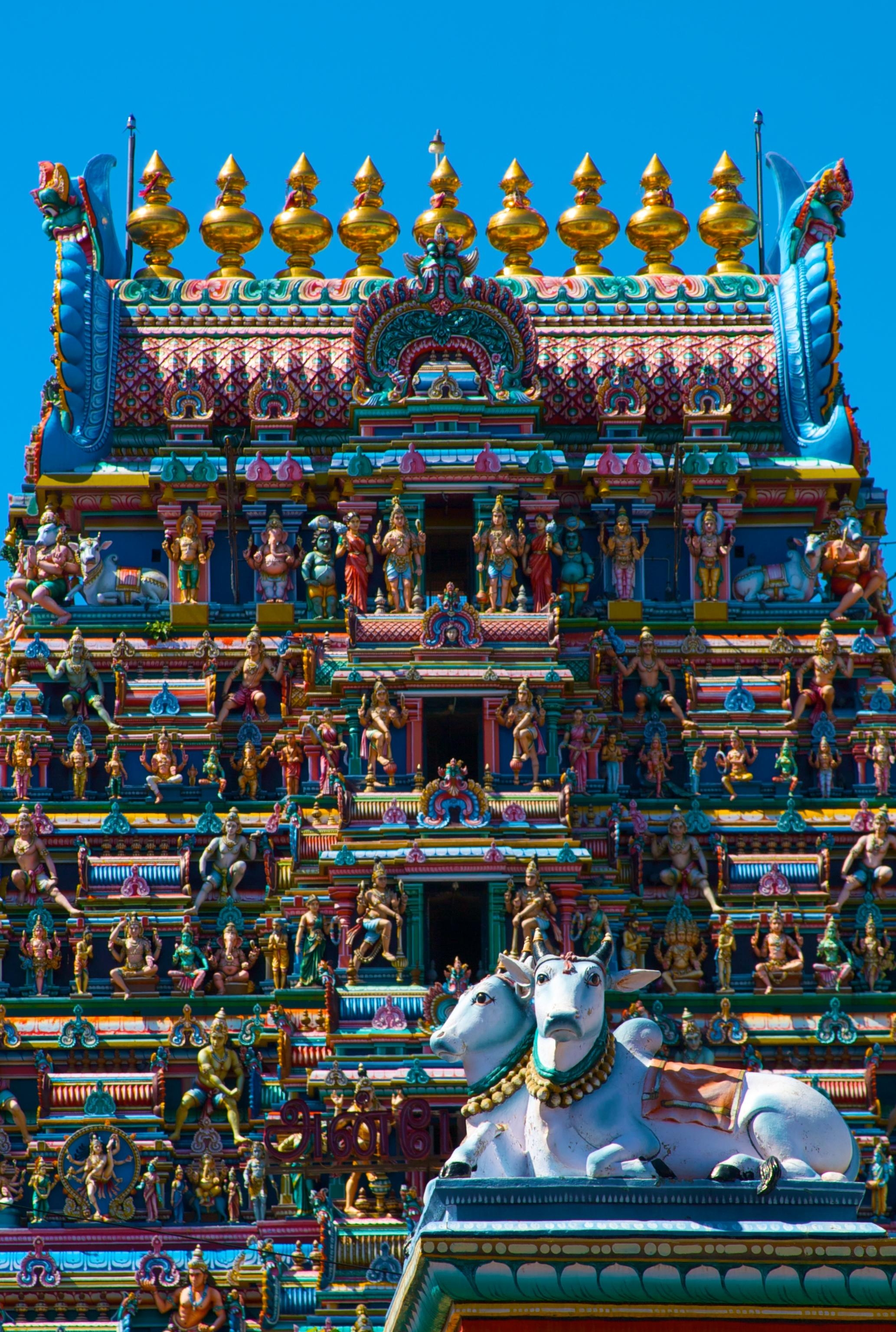 48. Коровы, изображённые на фоне украшенного гоппурама храма Капалишварара в Ченнаи