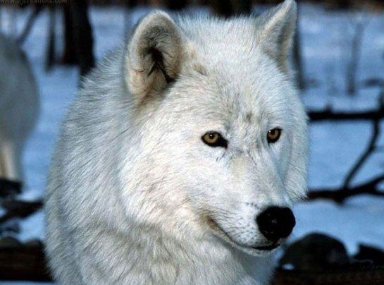 8. Животные, которые живут в Арктике приспособлены к чрезвычайным условиям