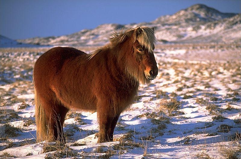 39. Исландская лошадь