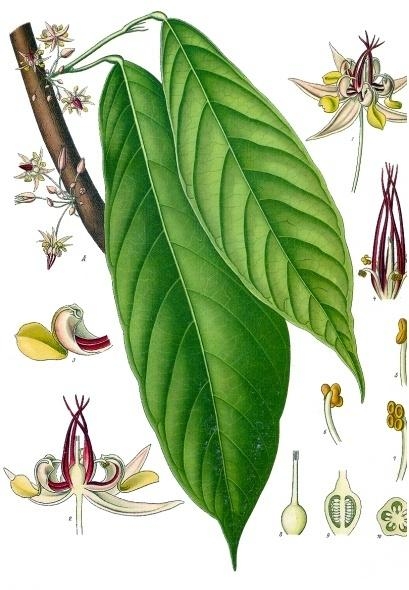 2. Какао. Листья и цветы.Ботаническая иллюстрация из книги «Kцhler’s Medizinal-Pflanzen», 1887